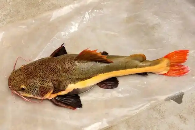 外来种入侵,亚马逊红尾鲶现身淮河沙颍河段|志愿者反映