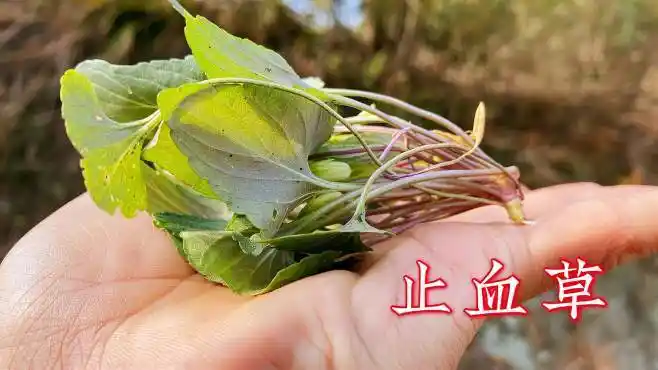农村生长的"止血草",它全草可以入药,看看你家的家乡有吗?