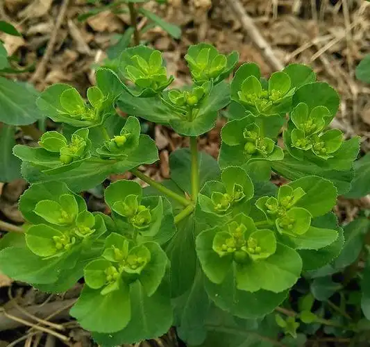 猫耳朵草(猫耳朵草长什么样子)