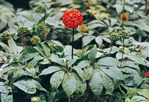 从一个传说谈三七