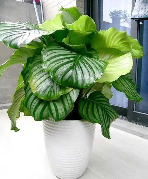 上海植物租赁租摆青苹果竹芋绿植盆栽办公室吸甲醛防辐射净化空气