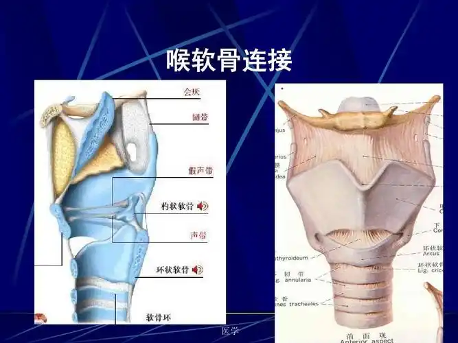 所有分类 高等教育 医学 《人体解剖生理学》呼吸系统ppt 喉软骨连接