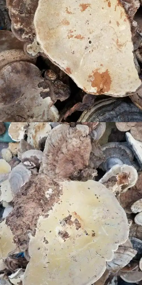 大兴安岭东北新货野生树舌平盖灵芝老牛肝整个块500g【图片 价格 品牌