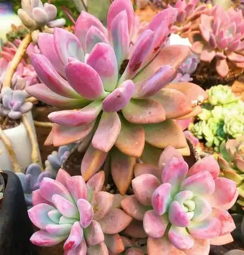 多肉"奥普琳娜",比冬美人皮实,老桩更漂亮