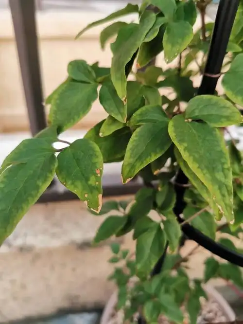 锈病叶不长这样,有点搞不清楚请大神帮忙看下#我的露台花园  #铁线莲