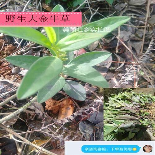 大瑶山野生大金不换草种子紫背金牛远志大金牛草种子新货材