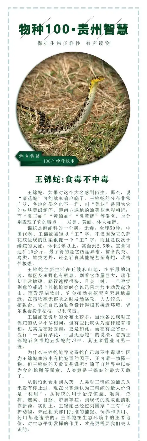 天眼电台物种100王锦蛇食毒不中毒
