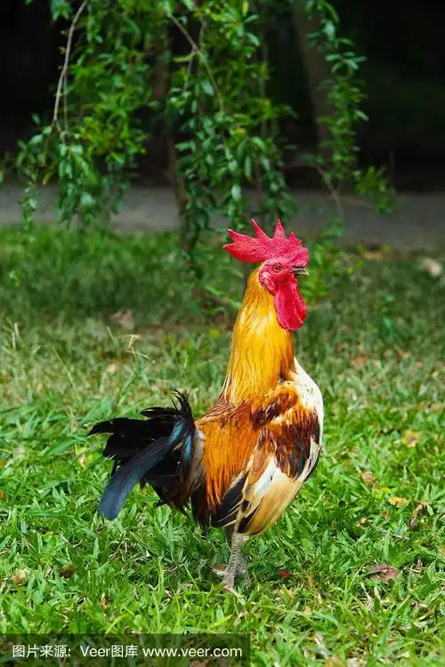 泰国,矮脚鸡,鸡,家庭生活,叶子