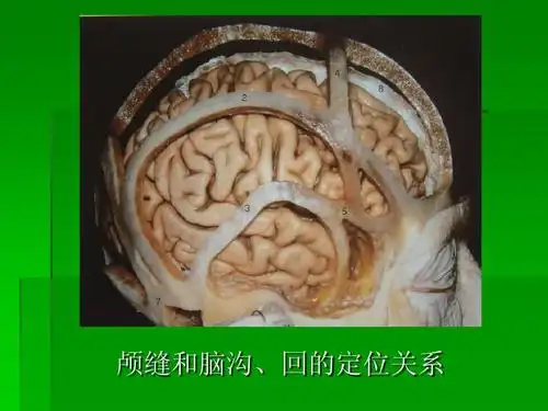颅缝和脑沟,回的定位关系
