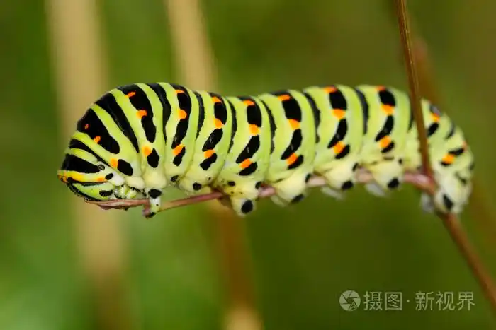 彩色的毛毛虫