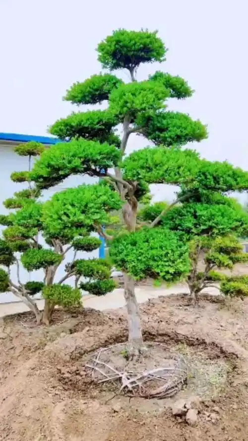 瓜子黄杨造型树四季常青不落叶适合庭院别墅农家小院栽植耐寒耐旱南北