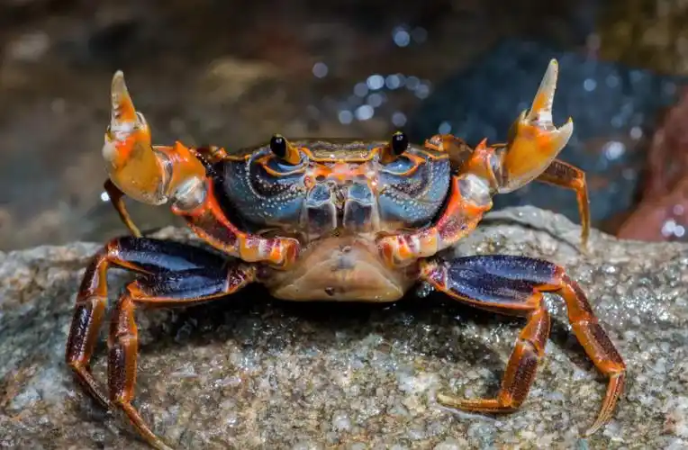 螃蟹的眼睛是什么结构