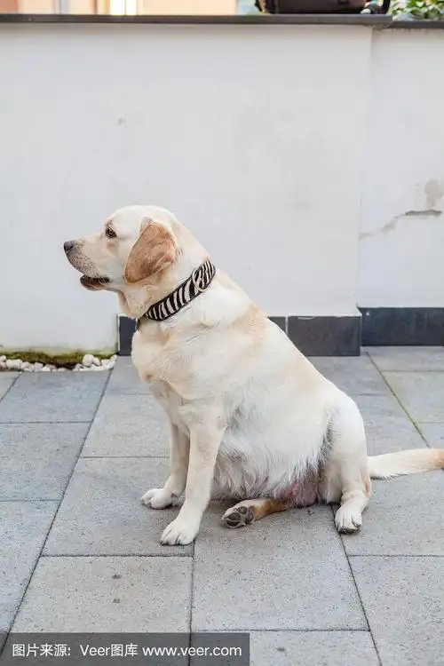 黄色怀孕拉布拉多肖像