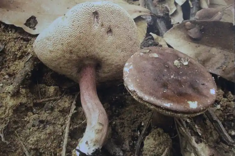 类铅紫粉孢牛肝菌