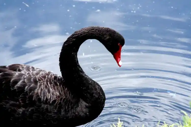 澳洲观鸟记——黑天鹅