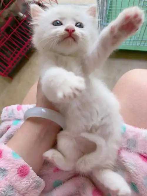 波斯猫幼猫图片