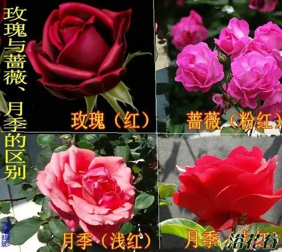 玫瑰与蔷薇,月季的区别