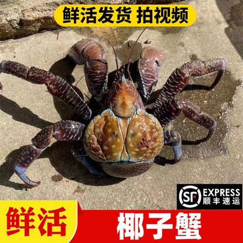 鲜活椰子蟹海鲜水产礼盒特超大螃蟹帝王蟹10斤