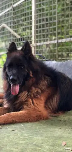 赛级长毛德牧!母体公相