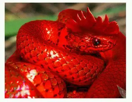 乡亲们口口相传的会学人说话的鸡冠蛇到底是怎么回事