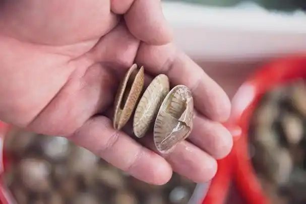 大厨说,见到蚬壳有破损都尽量不要购买,因为质素很参差,就算未死都