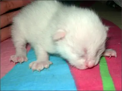 展开全部 呵呵,粉可爱的~楼主我发张刚出生的小猫图片吧!给您过过 !!