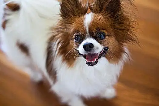 蝴蝶犬图片图片