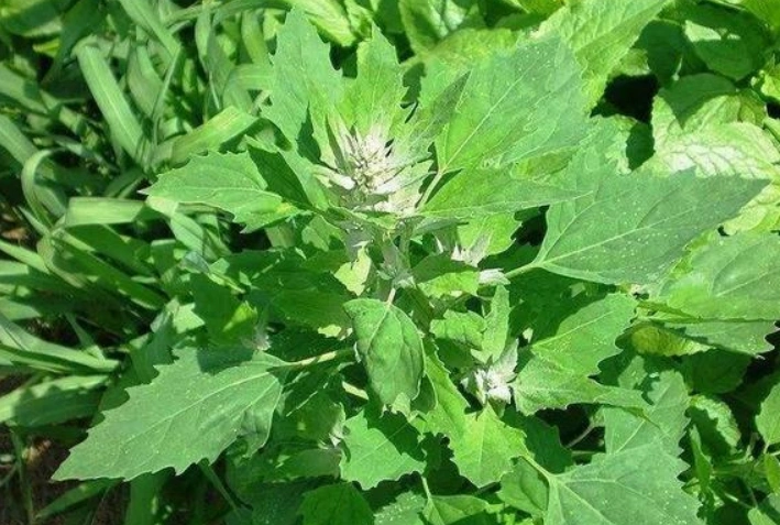 农村的灰灰菜清热利湿降压止痛老人多吃年轻更长寿