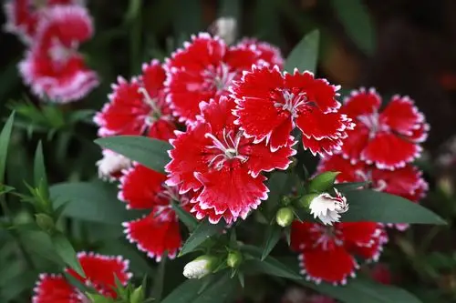 须苞石竹石竹科石竹属