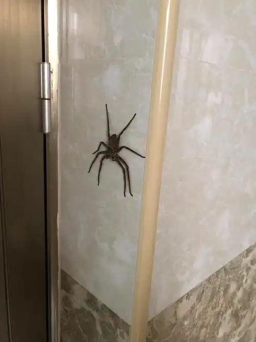 分享一只可爱的广东蜘蛛