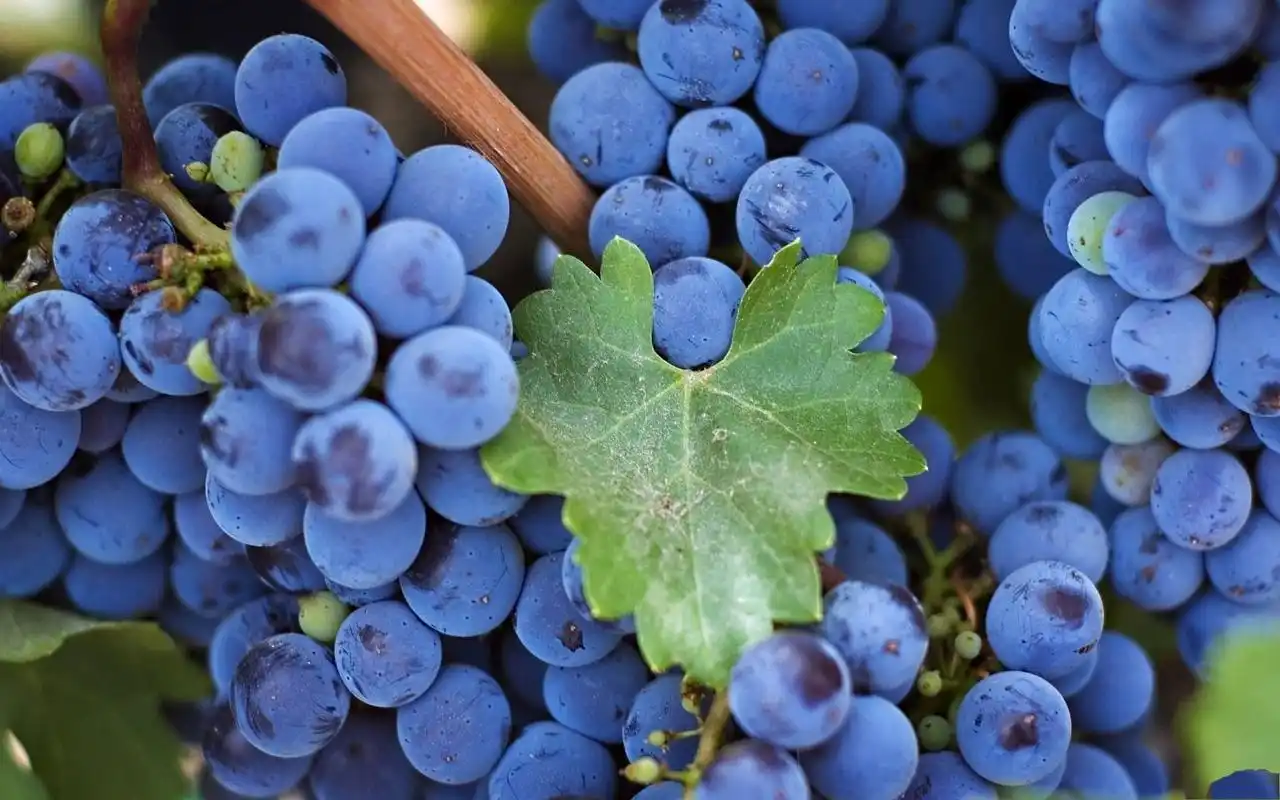 新鲜水果葡萄高清电脑桌面主题壁纸下载(一)高清大图预览1920×1200