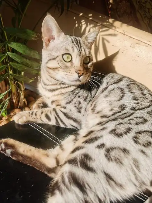 北京孟加拉豹猫 银豹 找新家