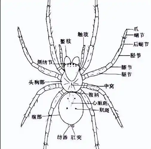这种生物用五亿年证明一个道理:"只要足够废物,就没有天敌"_蜘蛛_进化
