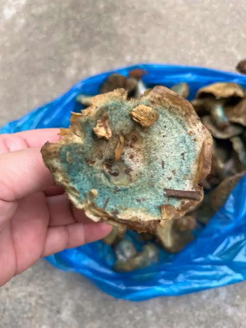 这个像发了霉一样的蘑菇八十块一斤,我老公买回来的.