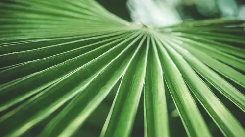 棕榈绿叶 4k