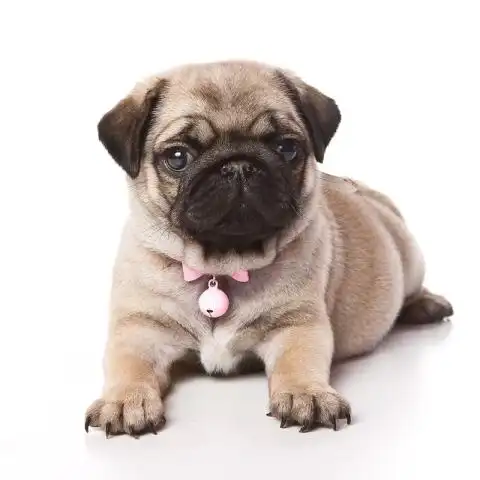 巴哥幼犬纯种八哥哈巴狗活体幼崽短毛小短腿巴哥小型犬宠物狗狗