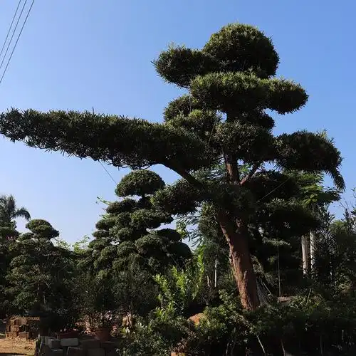 原装进口日本松