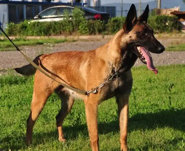 相信不少人都想养一只出色的犬种吧,今天小编就来给大家推荐马犬,特别