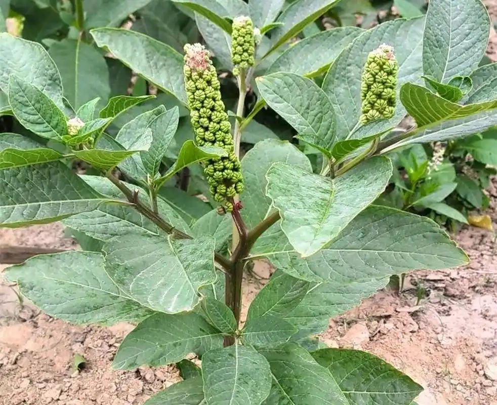 中药古今研究:商陆