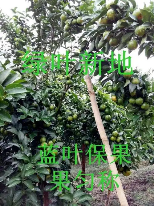 绿叶新地:柑桔如何保花保果?