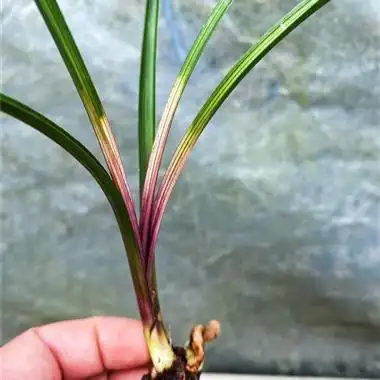 蕙兰红香妃精品斑艺