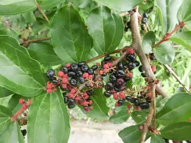 果实腹黑有毒的—马桑