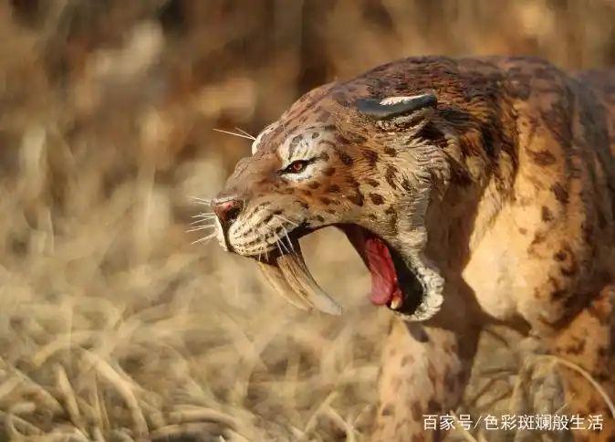 剑齿虎的长牙是如何进化出来的?又是怎样灭绝的呢?