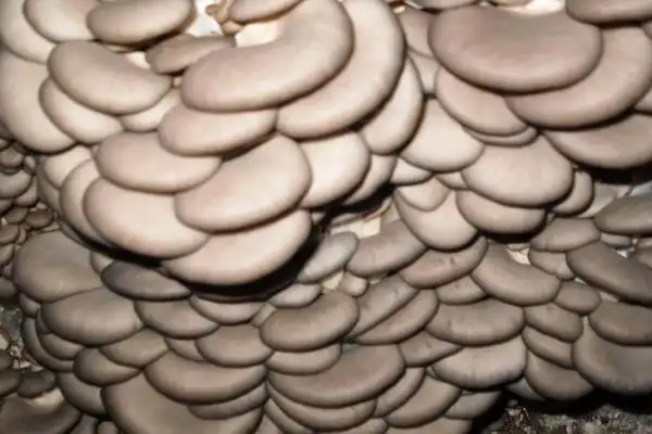 平菇的做法大全平菇的做法大全平菇做法大全