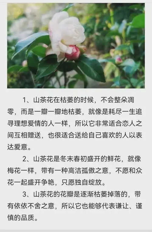 花语是黎明的花(花语是黎明的花是什么花)