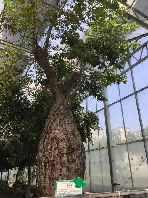 腰肥体壮——佛肚树