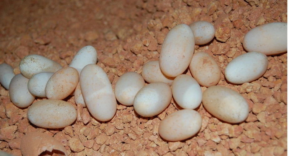 乌龟蛋是什么样的