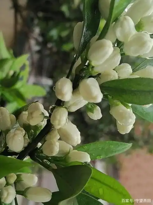 橘子花开,奇香无比