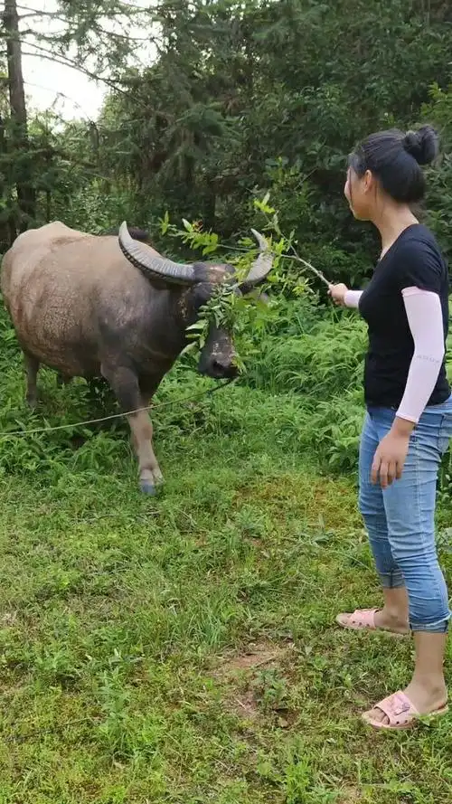 农村姑娘帮牛挠痒痒