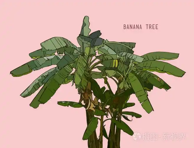 香蕉树,叶素描矢量